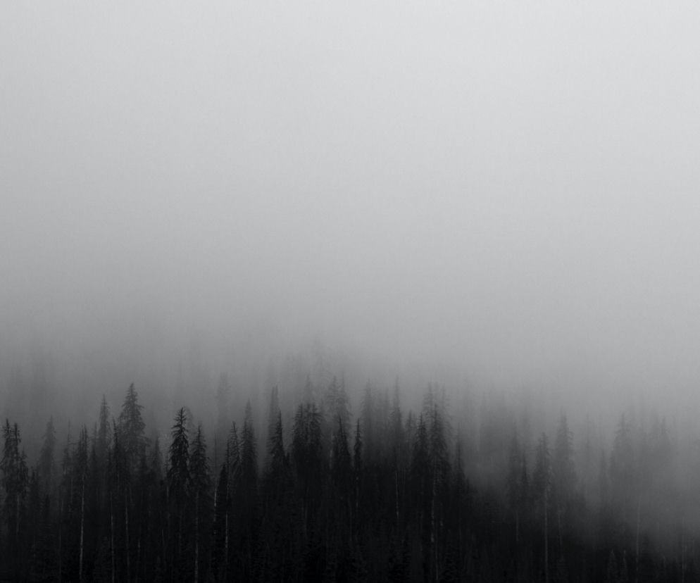 Mgła nad lasem