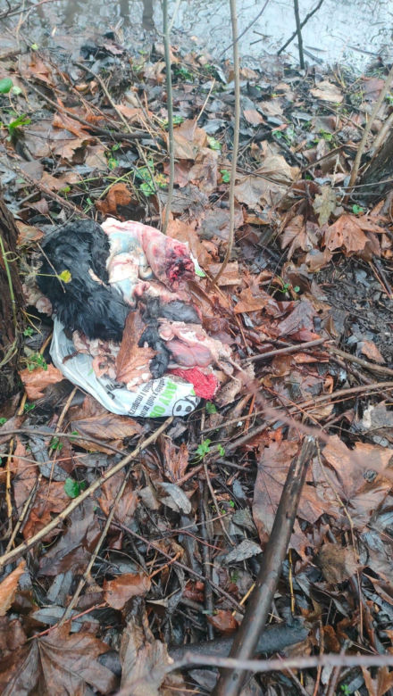 Makabra pod Rybnikiem. Znaleziono oskórowane zwłoki psa