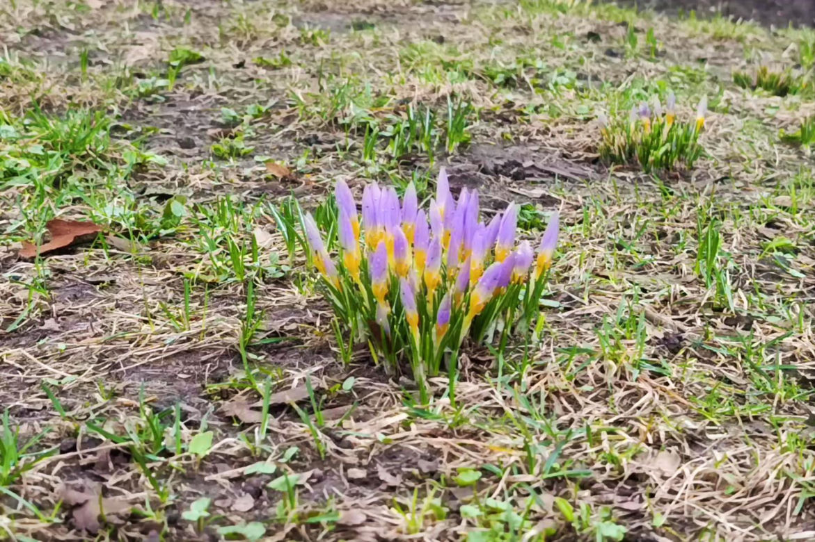 Pierwsze krokusy w Szczecinie