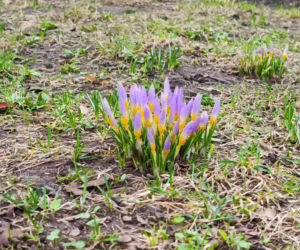 Pierwsze krokusy w Szczecinie