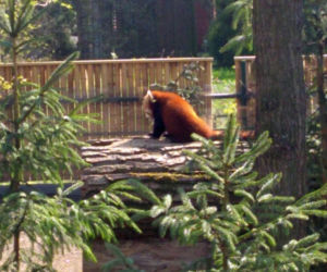 Pandy w Ogrodzie Zoobotanicznym w Toruniu