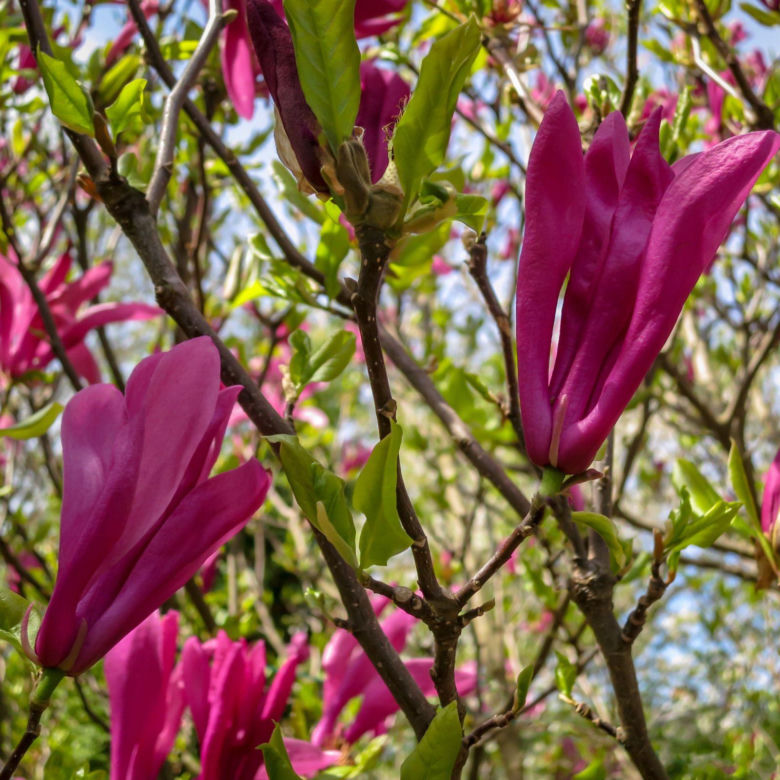 Magnolia 'Susan'