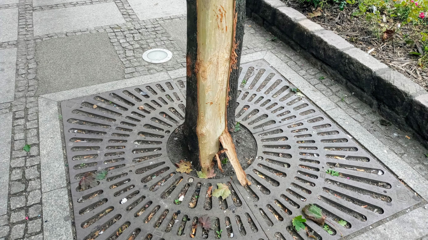 Ktoś celowo okalecza drzewa w centrum Szczecina