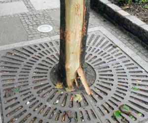 Ktoś celowo okalecza drzewa w centrum Szczecina