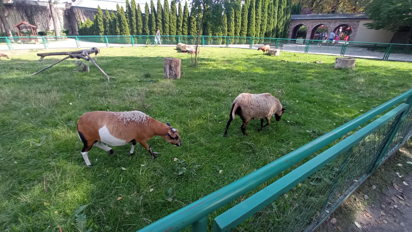 Stare ZOO w Poznaniu. Idealne miejsce na rodzinne spacery w sercu miasta 