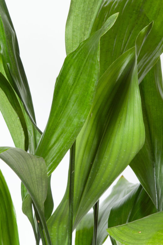 Aspidistra wyniosła