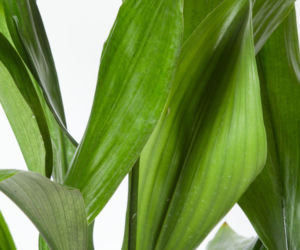 Aspidistra wyniosła