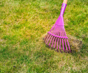 Żółty nalot niszczy trawnik po zimie. Ten domowy oprysk skutecznie zwalczy szarą pleśń