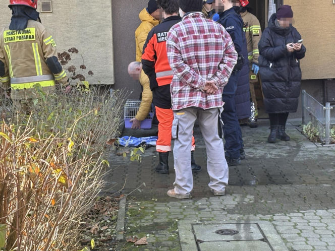 Pożar mieszkania na parterze. Strażacy z ognia wynieśli przerażonego kota