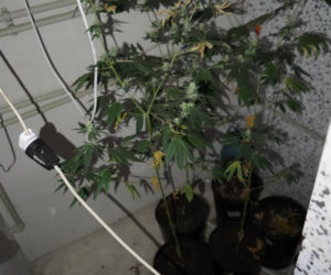 Nietypowe odkrycie policjantów z Bydgoszczy. Znaleźli plantację marihuany ukrytą za szafami! [ZDJĘCIA]