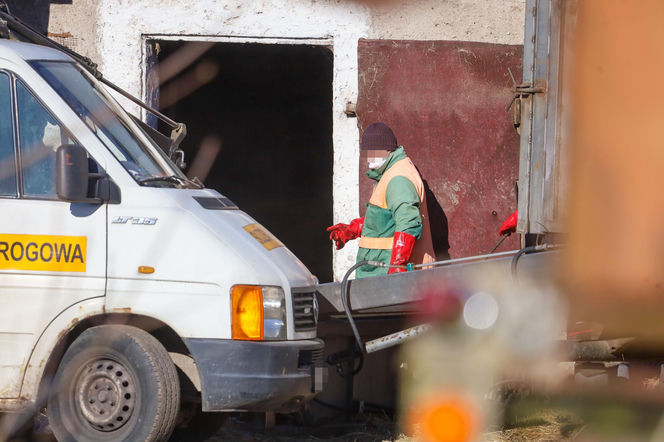 Horror koło Ostródy. Zwierzęta konały bez światła, wody i jedzenia