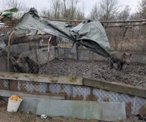 Rozbita szajka włamywaczy – zdjęcia z akcji i przeszukań w Dąbowie Tarnowskiej