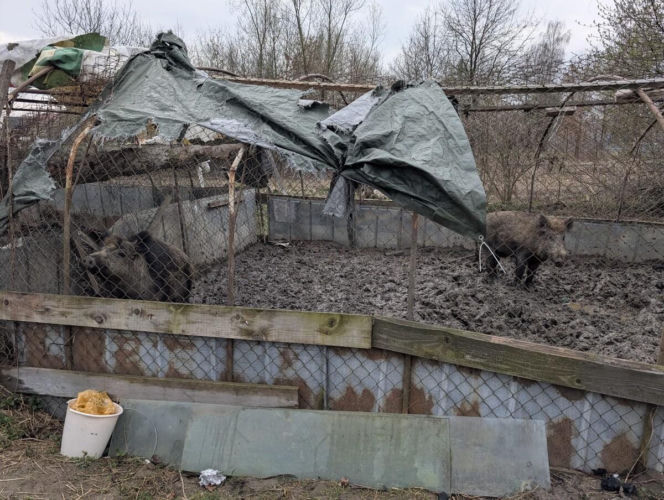 Rozbita szajka włamywaczy – zdjęcia z akcji i przeszukań w Dąbowie Tarnowskiej