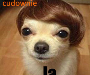 Memy z mamą w roli głównej 