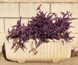 Trzykrotka purpurowa