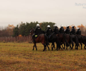 Konie służbowe śląskiej policji przeszły szkolenie. Musiały wytrzymać odgłosy wystrzałów czy ujadanie psów
