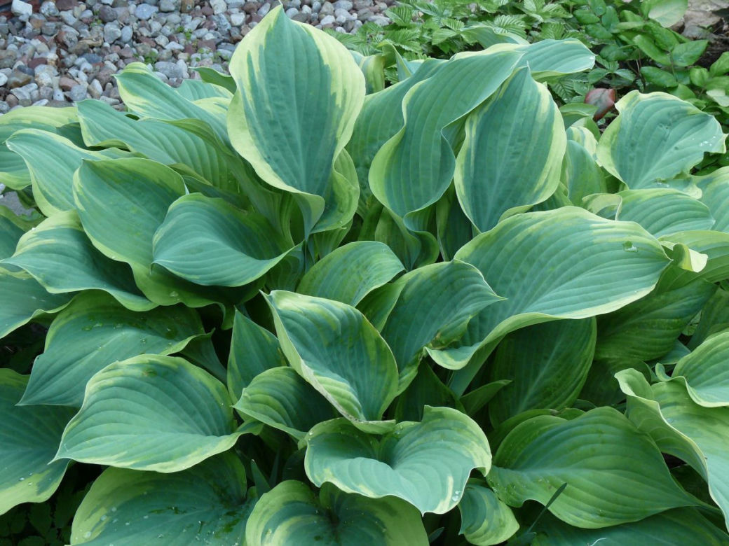Funkia' Regal Splendor'