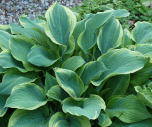 Funkia' Regal Splendor'