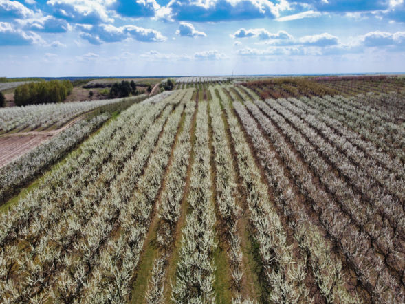 Szydłów. Piękny spektakl - kwitną śliwy