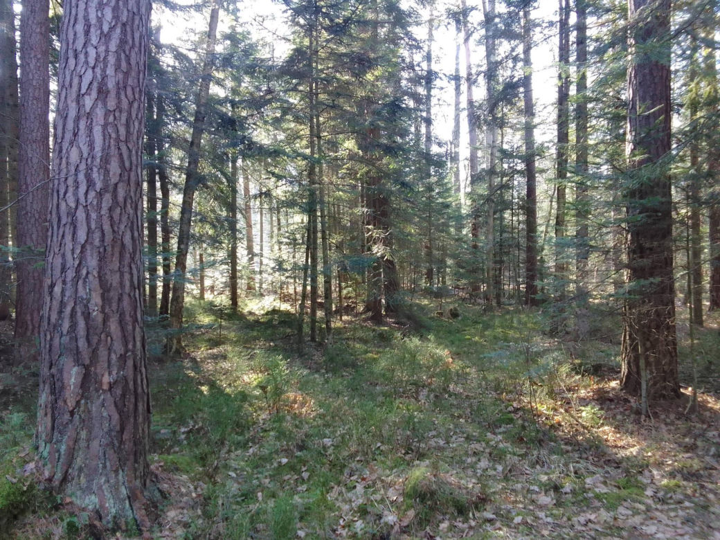 Bliżyńskie Lasy Naturalne