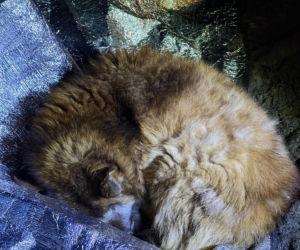 Ranny pies leżał na ulicy w Świdniku. Przerażająca teoria lokalnych mieszkańców