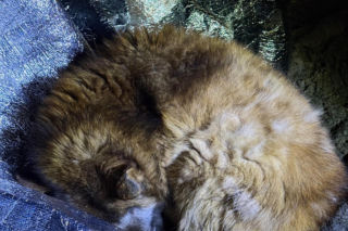 Ranny pies leżał na ulicy w Świdniku. Przerażająca teoria lokalnych mieszkańców