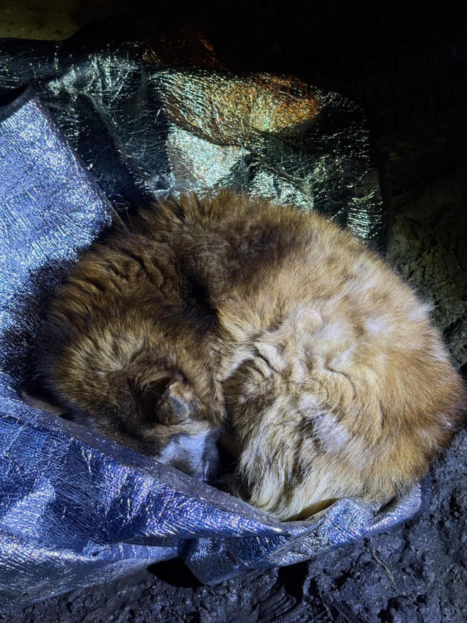 Ranny pies leżał na ulicy w Świdniku. Przerażająca teoria lokalnych mieszkańców