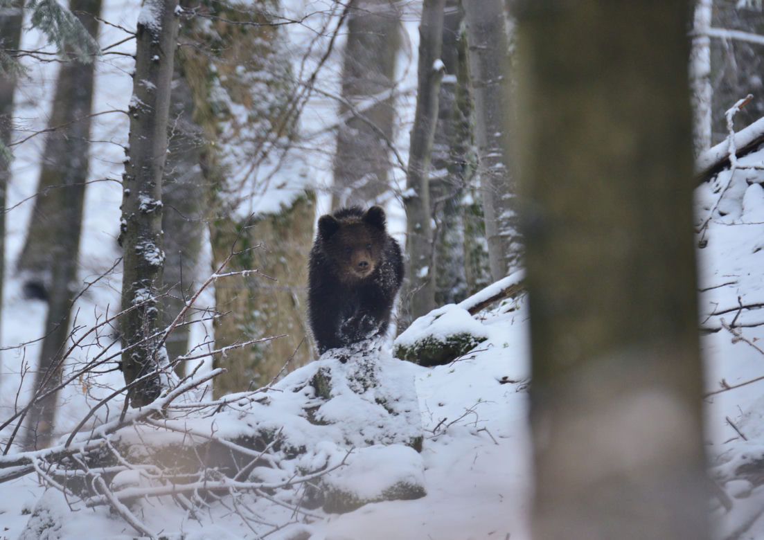 Bieszczady Niedźwiedzie szukają pożywienia we wsi [GALERIA]