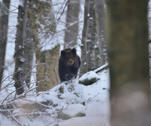 Bieszczady Niedźwiedzie szukają pożywienia we wsi [GALERIA]