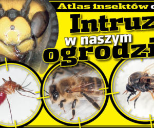 Intruzy w naszym ogrodzie
