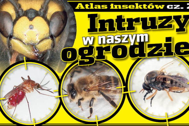 Intruzy w naszym ogrodzie