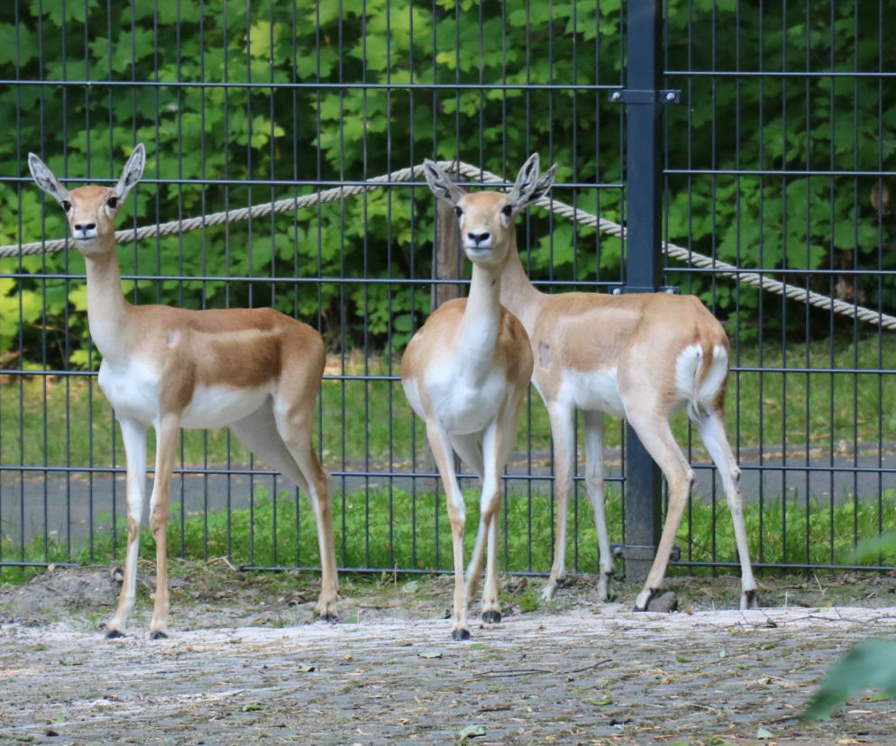 Nowi mieszkańcy zoo