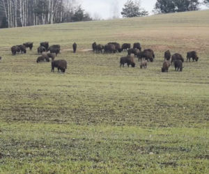 Safari na Podlasiu. Żubry tuż przy drodze
