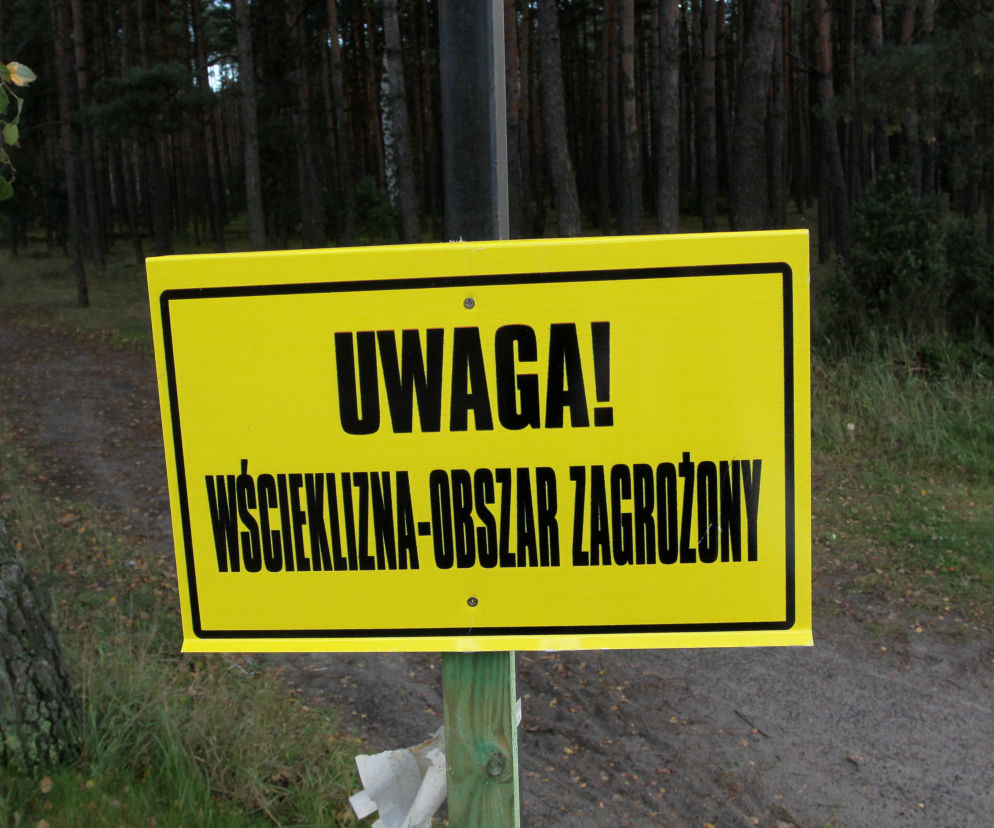 WŚCIEKLIZNA dociera do Warszawy. Wojewoda ogłosił pilny ALARM, wprowadzono nowe zakazy