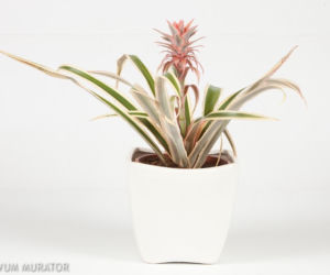 Ananas