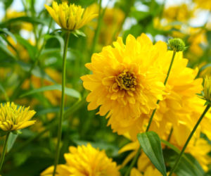 Rudbekia naga