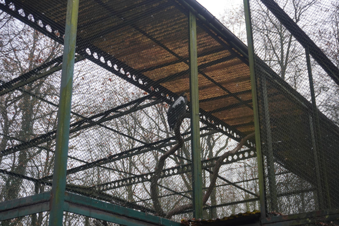 Zoo w Poznaniu zimą