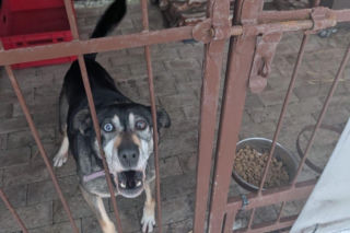 Dramatyczny zwrot akcji w Bytomiu. Psy masowo wracają z adopcji? Prezydent musiał interweniować