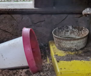 Dramat zwierząt w mini ZOO w Kałkowie