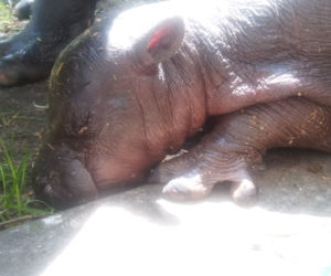 Hipopotam karłowaty z wrocławskiego zoo