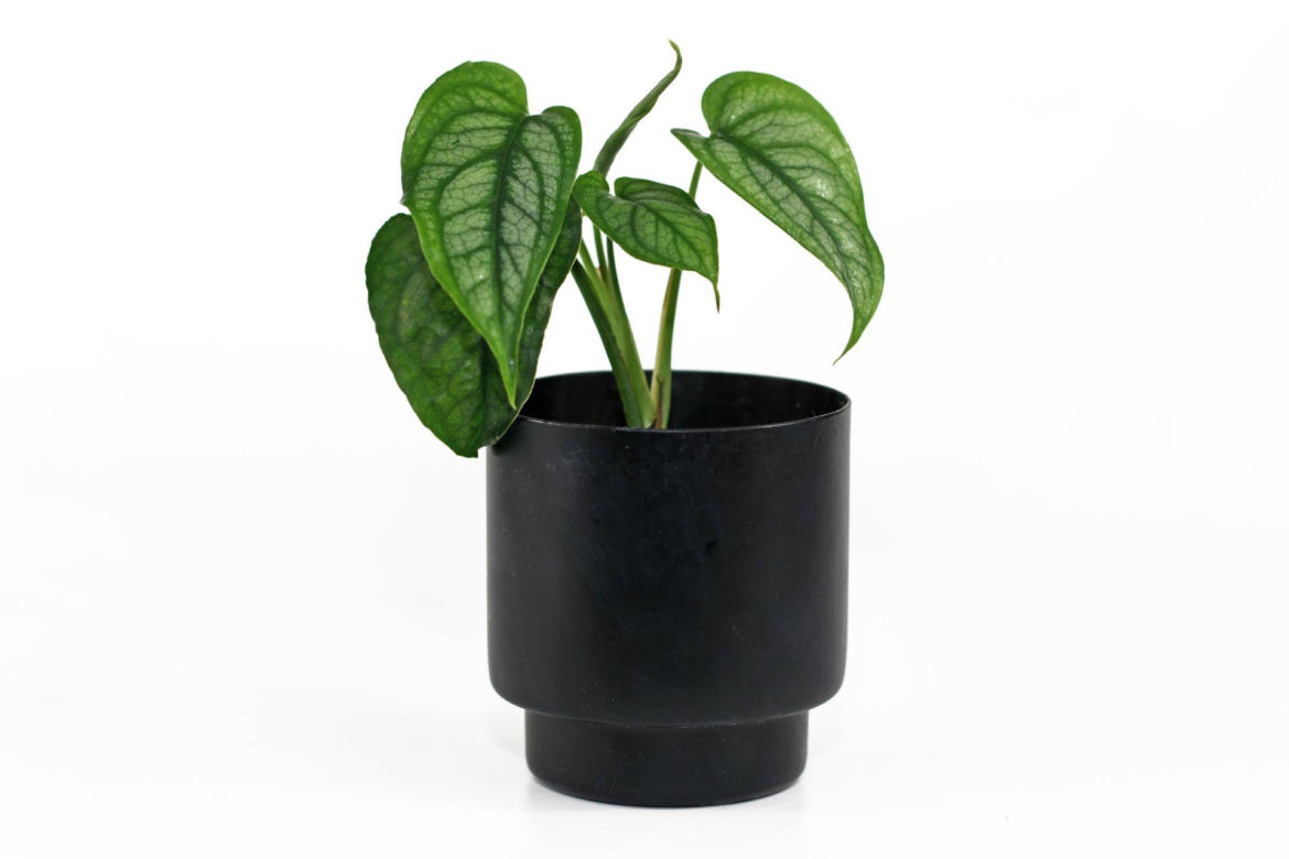 Monstera siltepecana