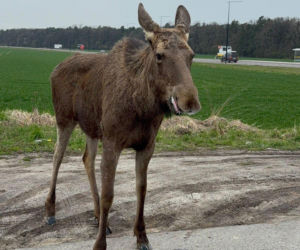 Struł się i szukał pomocy. Chory łoś zablokował ruchliwą trasę