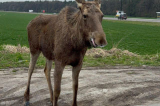 Struł się i szukał pomocy. Chory łoś zablokował ruchliwą trasę