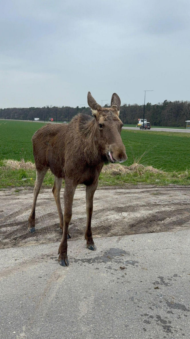Struł się i szukał pomocy. Chory łoś zablokował ruchliwą trasę