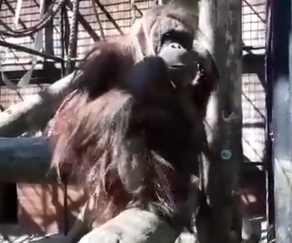 Gdański orangutan pokazał, jak nie zakładać maseczki. Padniecie ze śmiechu! [WIDEO]