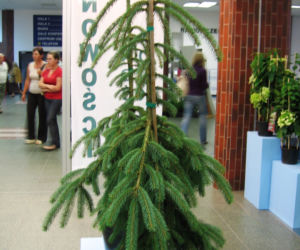 Świerk biały 'Pendula'