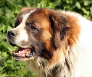 Bernardyn zaatakował 11-letnią Nikolę! Pogryziona dziewczynka trafiła do szpitala. Koniec śledztwa