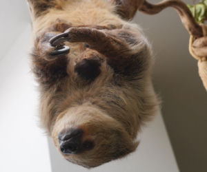 We wrocławskim zoo urodził się pierwszy leniwiec