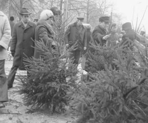 Sprzedaż choinek w Warszawie