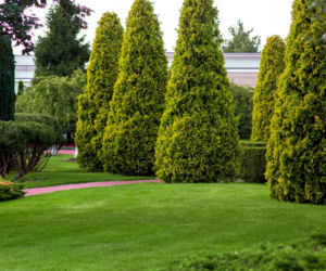 Tuje kolumnowe